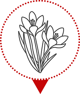 icôné floraison des fleurs de Safran pour le site le Safran de Gervan, safran bio en France.