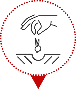 Icône plantation d'une graine de Safran dans la safranière en Isère.