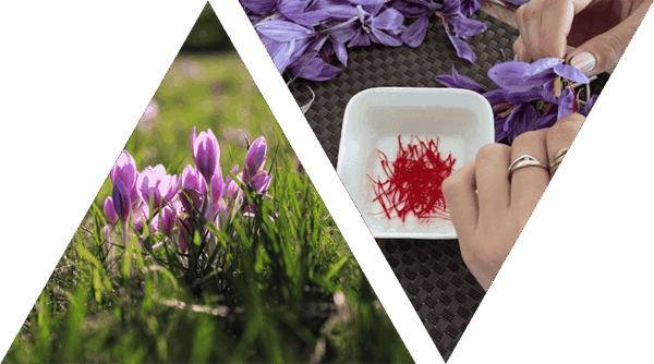 Emondage des fleurs de safran en isère par le Safran de Gervan.