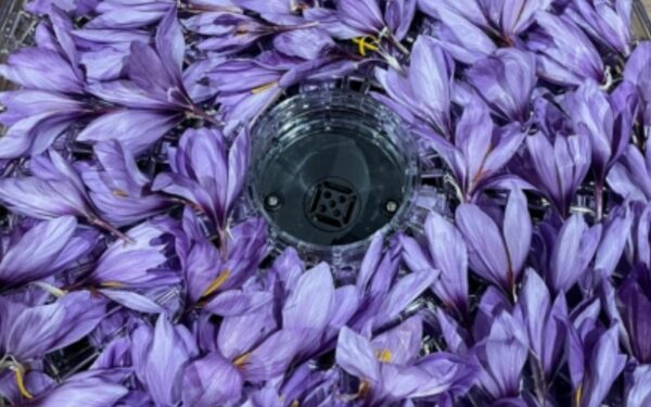 La safran de gervan, safran français, peut être utilisés pour ses pétales violets pour le secteur de l'évènementiel.