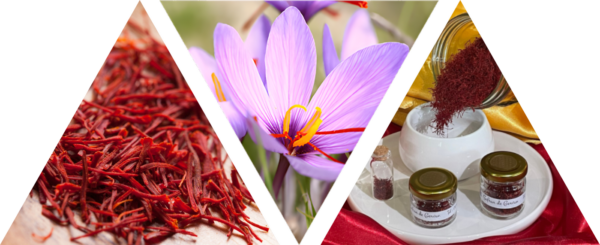 montage de fleurs de safran et de filaments issus de la safranière iséroise le safran de Gervan